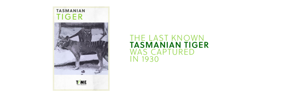 Tasmanian tiger  Parks & Wildlife Service Tasmania