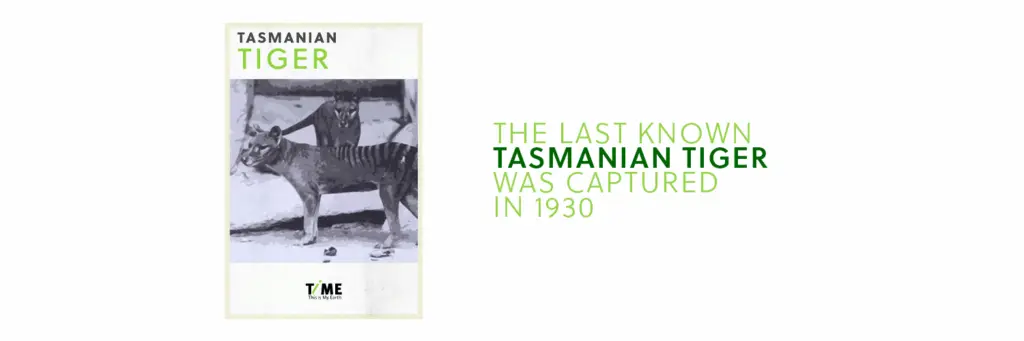 The last known live Tasmanian Tiger was captured in 1930 and died 1936 in the now-abandoned Beaumaris Zoo in the centre of Hobart.