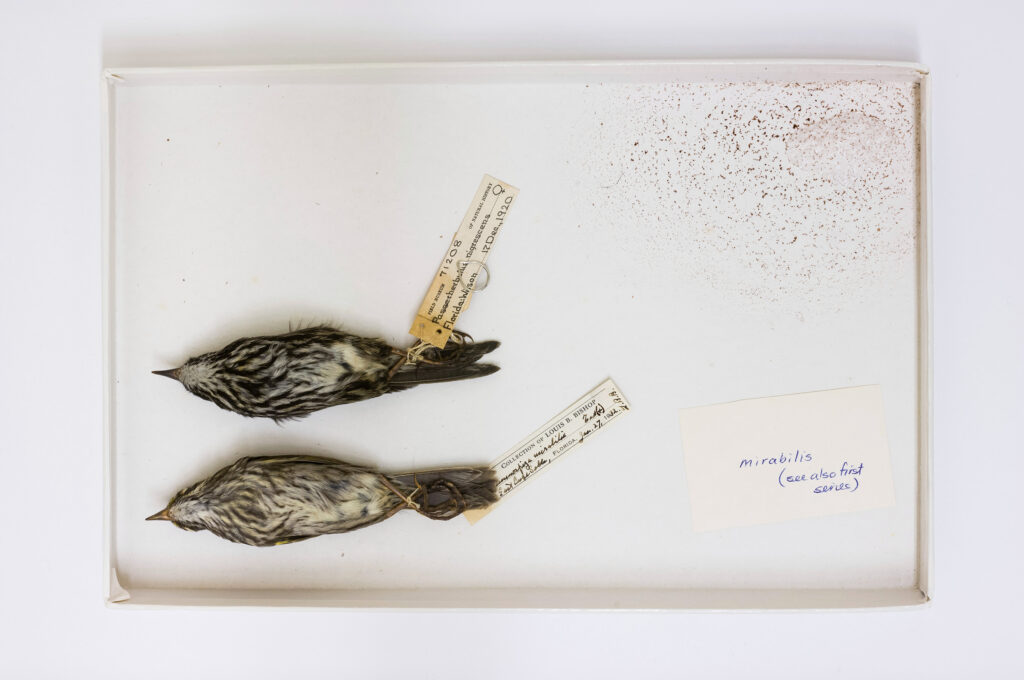 Endlings: The last Dusky seaside sparrow and Disney