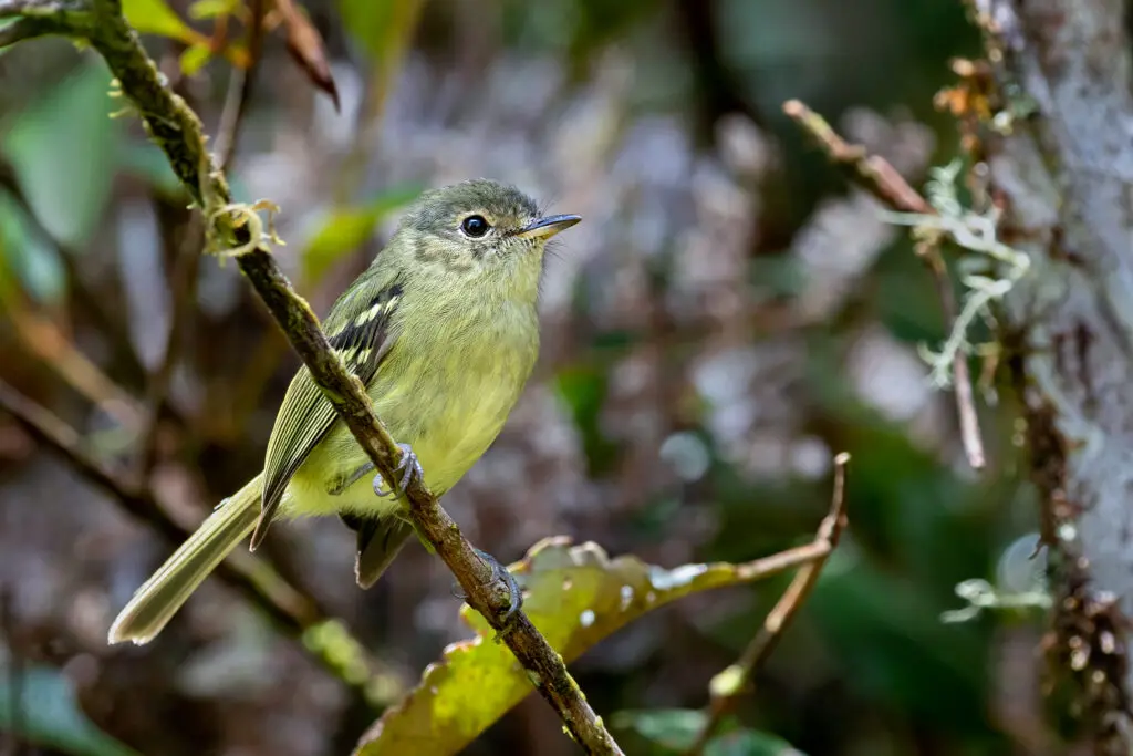 Phylloscartes-beckeri-Borboletinha-Baiana-JORDALTON-SILVA-OLIVEIRA