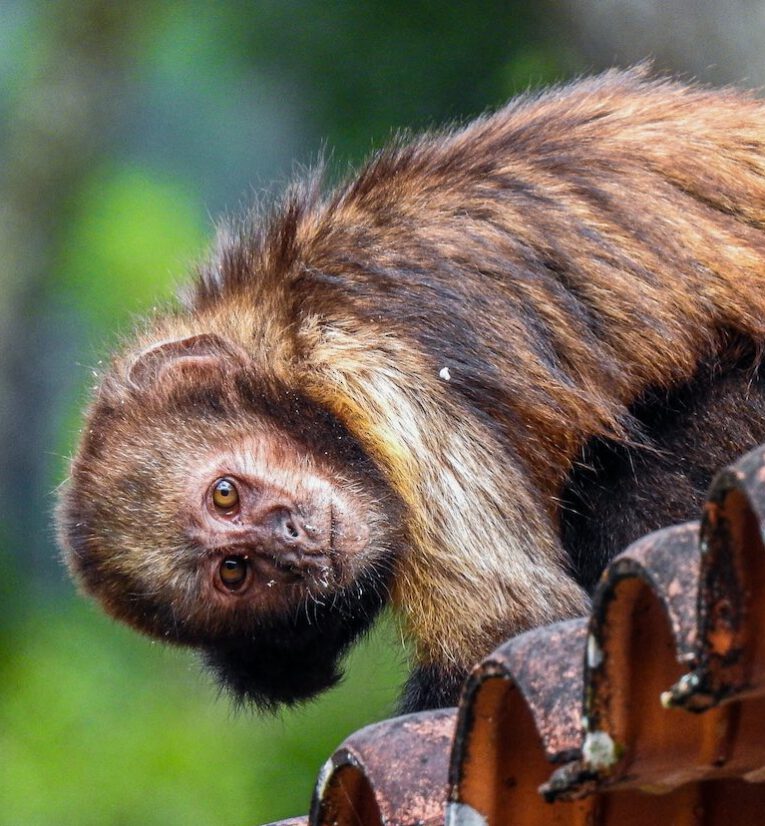 Close up of a Buff-headed Capuchin peering over the edge of a red tiled roof
