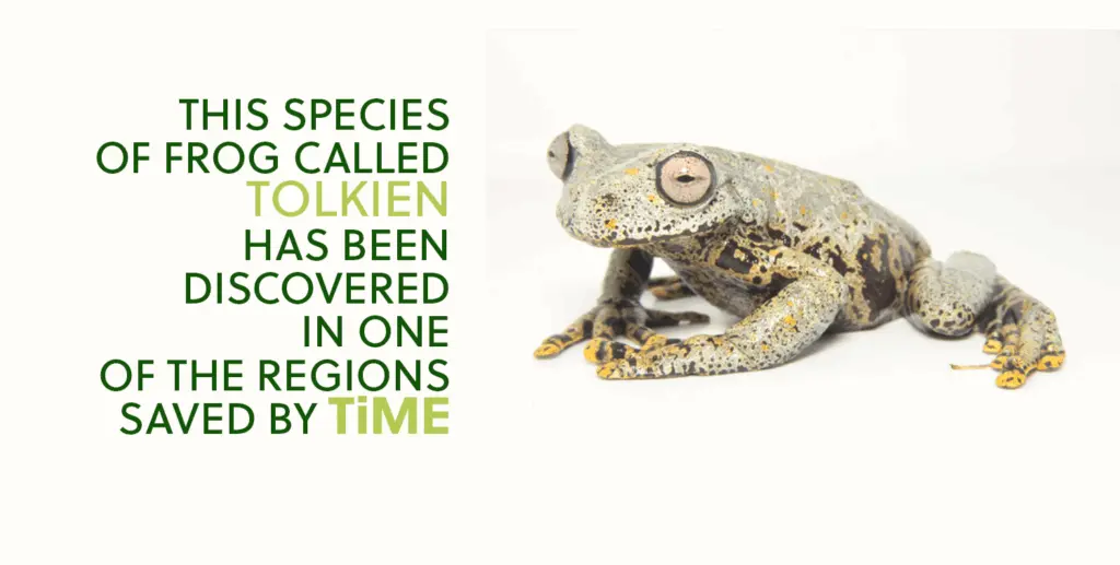 The Tolkien frog lives in the tropical Andes region, not far from the lands of El Toro Forest, that This is My Earth saved in 2016
