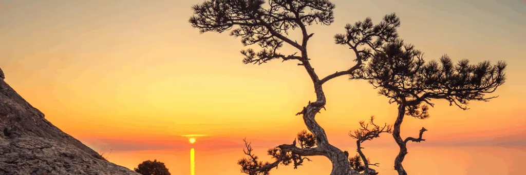 Many celebrations in the world are linked to our relationship with trees Many celebrations in the world are linked to our relationship with trees