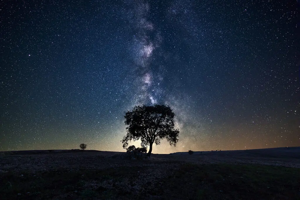 Many celebrations in the world are linked to our relationship with trees