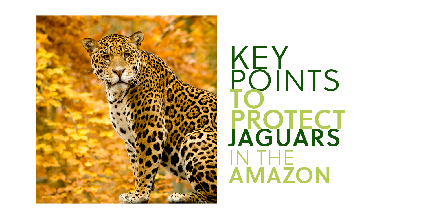 Here are some key points to understand how the Jaguar conservation's strategy in the Amazon works and why it is important to engage policymakers and Indigenous communities