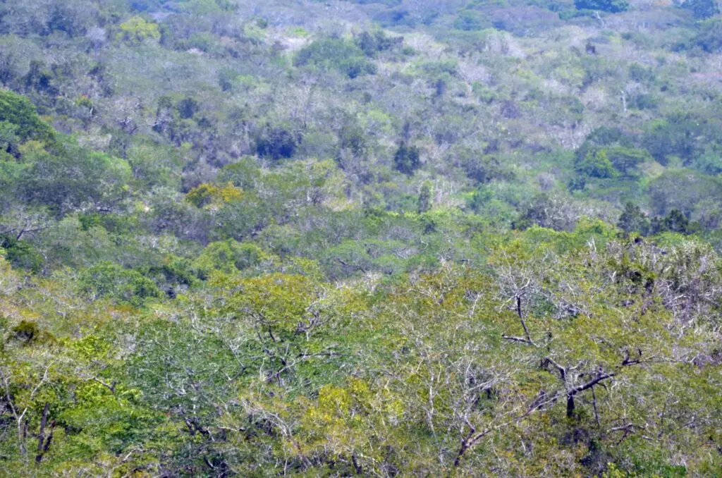 Landscape photo of trees and shrubs in Dakatcha Woodland, Kenya