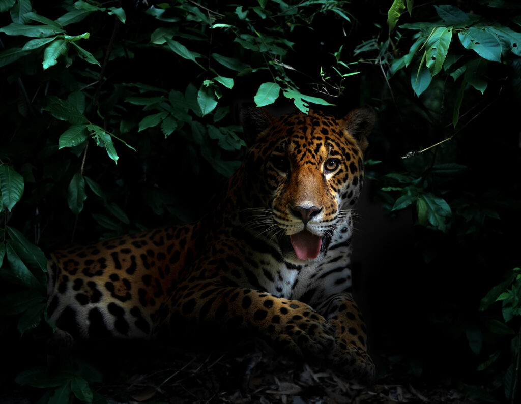 Here are some key points to understand how the Jaguar conservation's strategy in the Amazon works and why it is important to engage policymakers and Indigenous communities