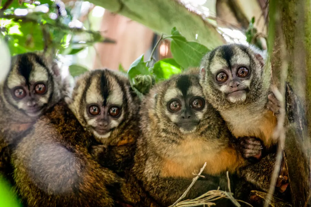 Close-up photo of four Peruvian Night Monkeys staring at the photographer from a tree branch in Peru