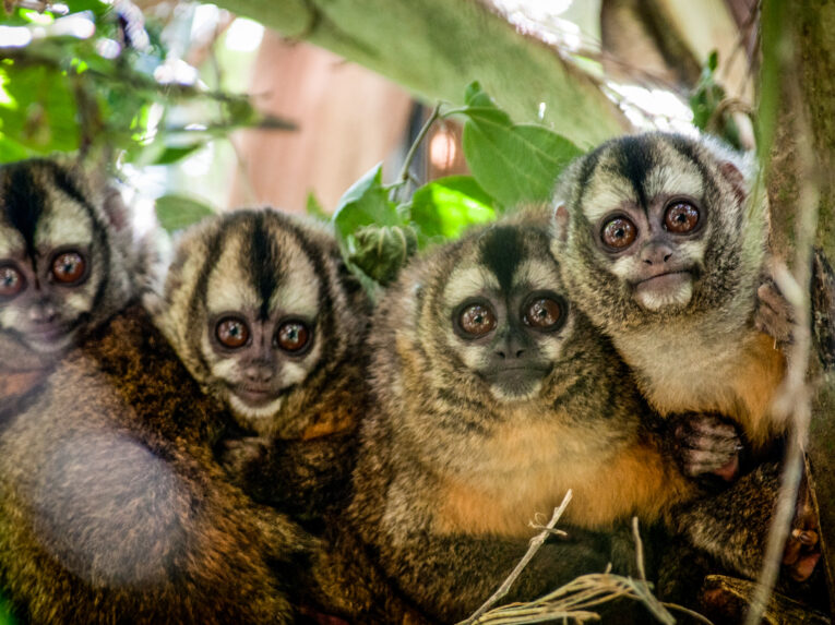 Close up of four Peruvian night monkeys staring straight ahead in a tree in Sun Angel's Gardens, Peru
