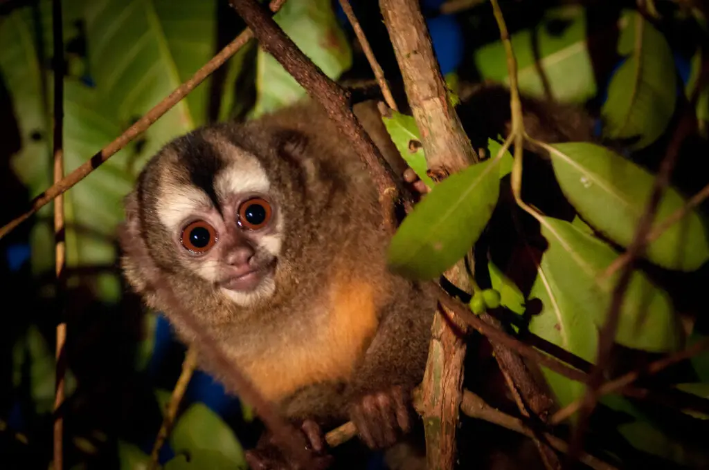 Peruvian-night-monkey-Aotus-miconax-3