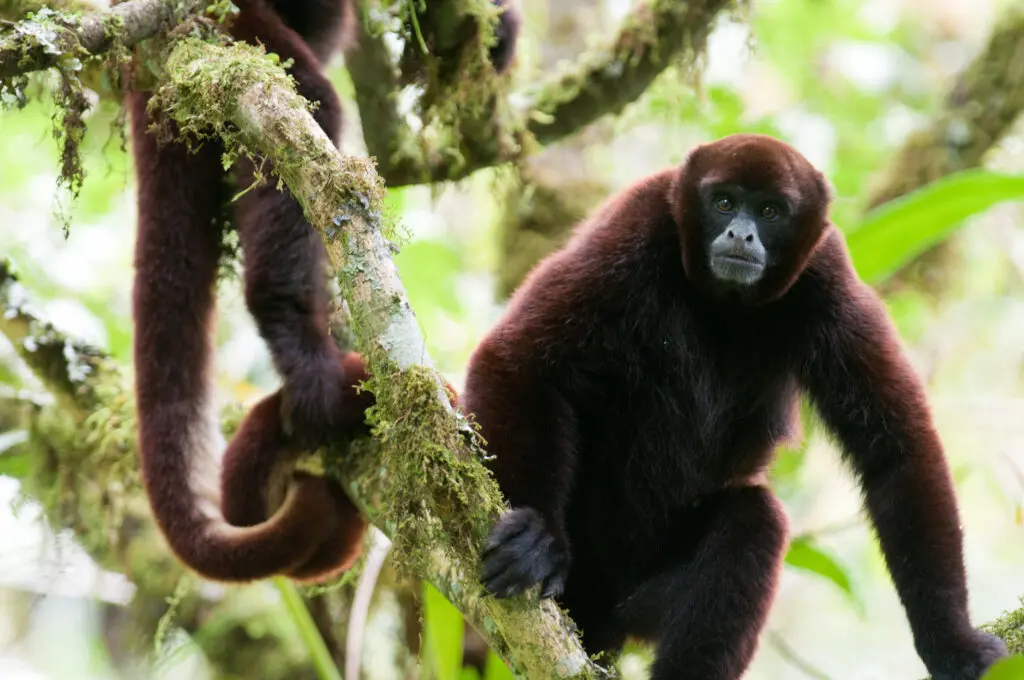 Yellow-tailed woolly monkey (Lagothrix flavicauda) in El Toro Forest, Peru