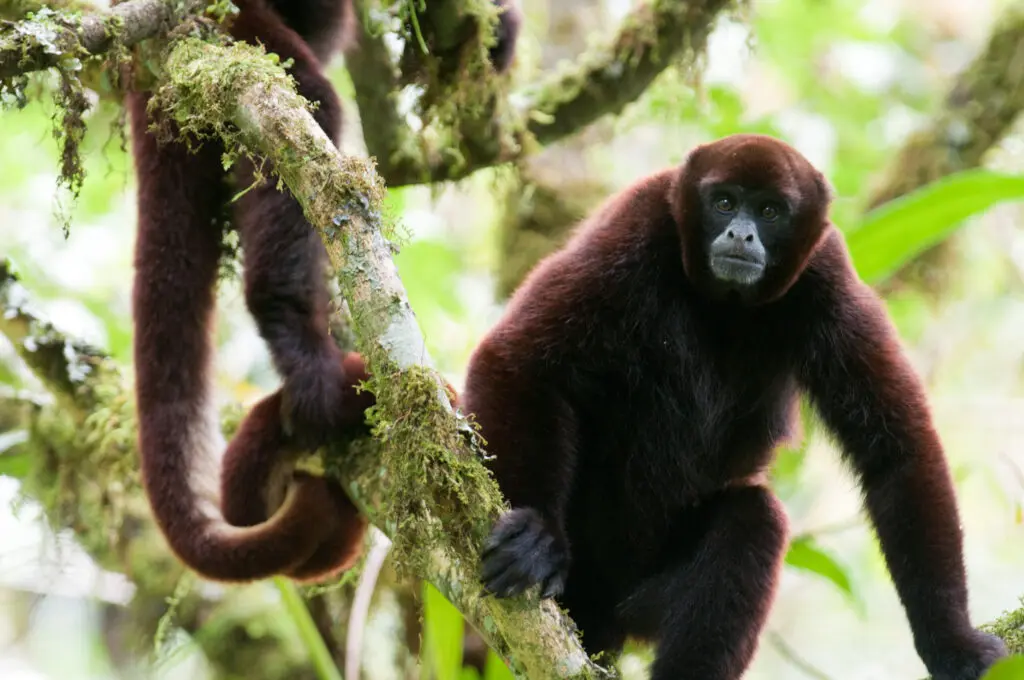 Close up of a Yellow-tailed Woolly Monkey perched on a moss-covered tree branch in El Toro Forest, Peru