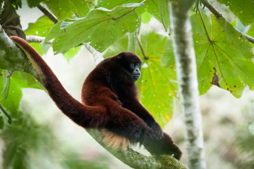 Yellow-tailed woolly monkey (Lagothrix flavicauda) in El Toro Forest, Peru