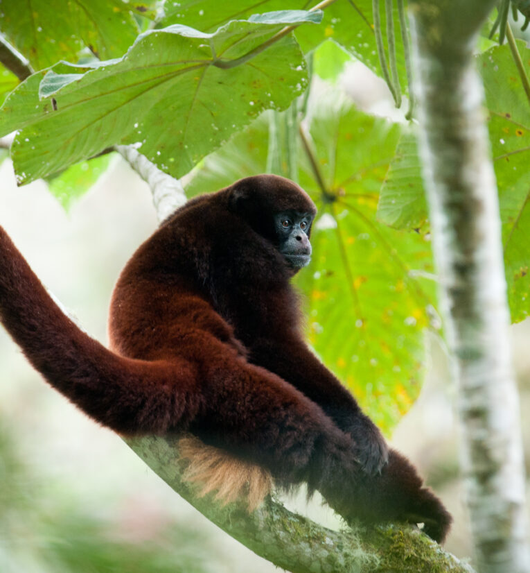 Yellow-tailed Woolly Monkey perched on a tree branch with large green leaves in El Toro Forest, Peru