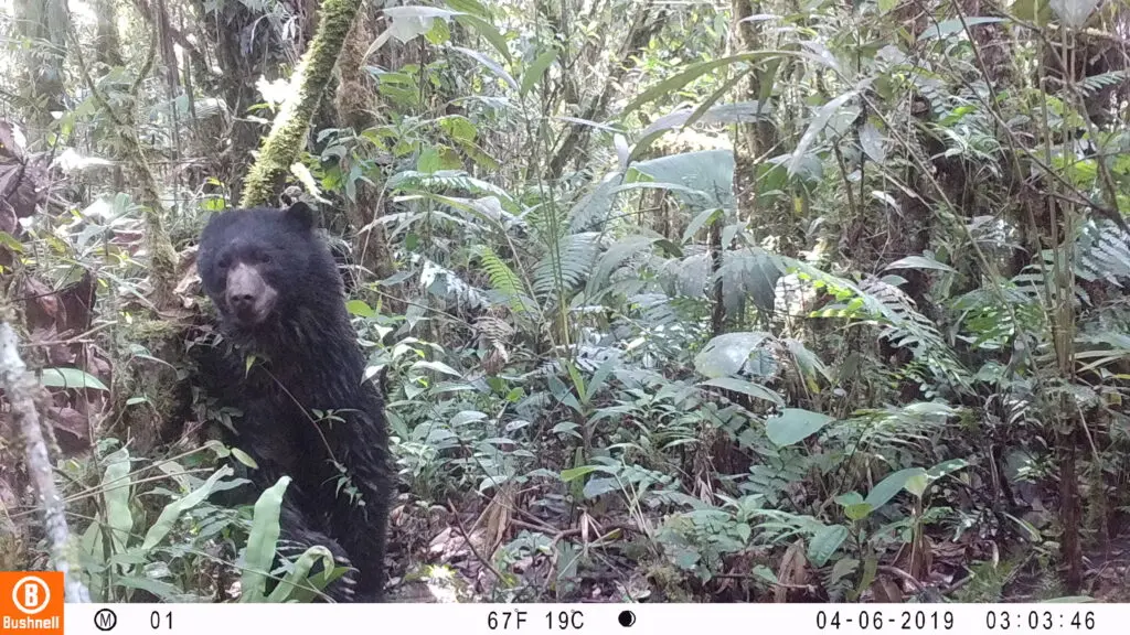 Camera-trap photo of a Spectacled Bear, sitting on its haunches in the forest of Sun Angel's Gardens, Peru