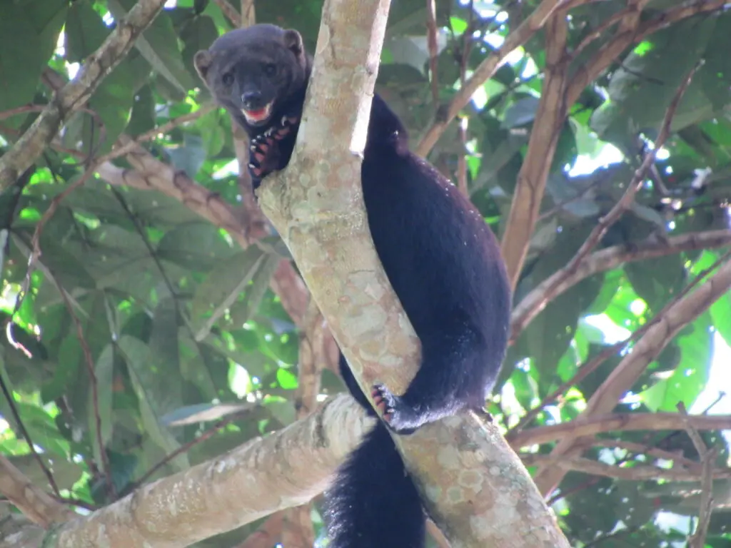 Photo of a Tayra in a tree, Sun Angel's Gardens, Peru
