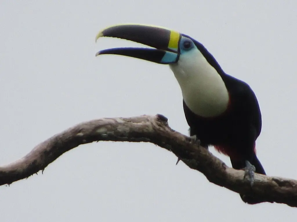 Photo of Yellow-throated Toucan sitting on tree branches in Sun Angel's Gardens, Peru