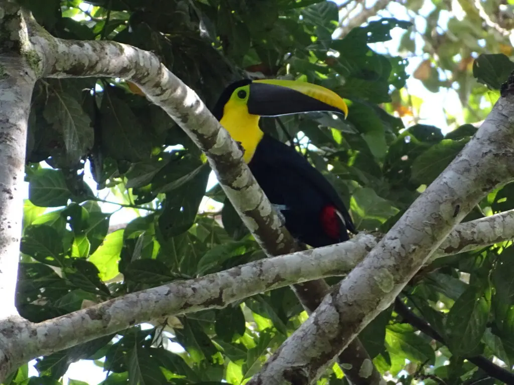 Photo of Yellow-throated Toucan sitting on tree branches in Sun Angel's Gardens, Peru