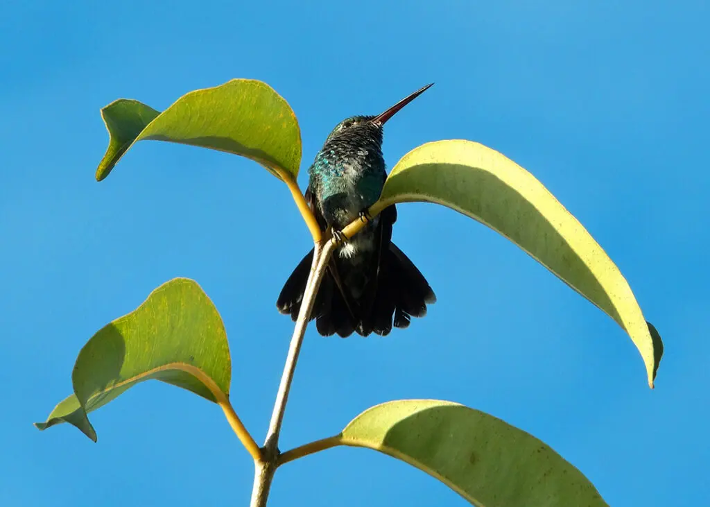 Photo of a dark green bird with a long thin beak perched on a leafy branch in Cabildo Pada Kera, Colombia.