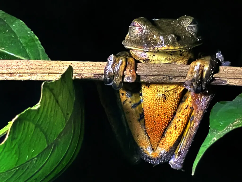 Photo of a frog with a yellow and orange belly hanging onto a tree branch with its eyes closed in Cabildo Pada Kera, Colombia.