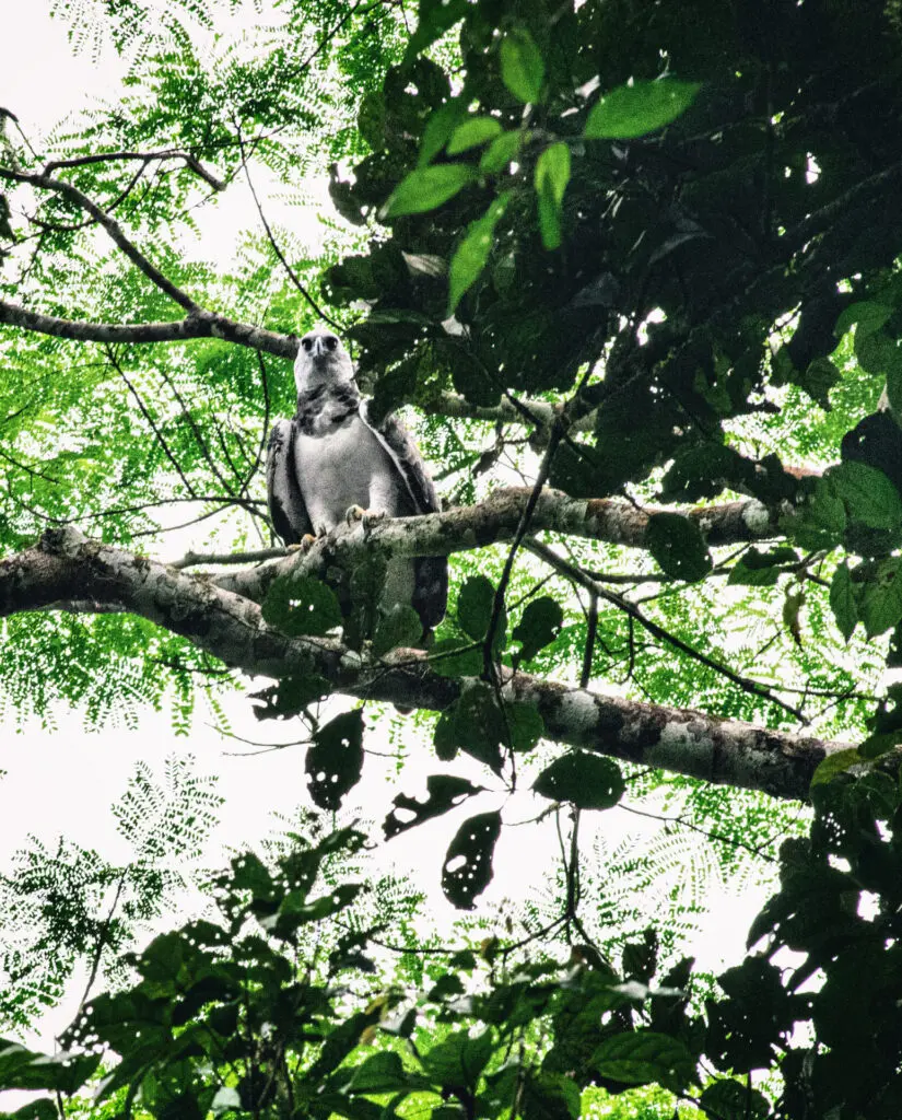Harpy Eagle in Putumayo Amazon, Colombia