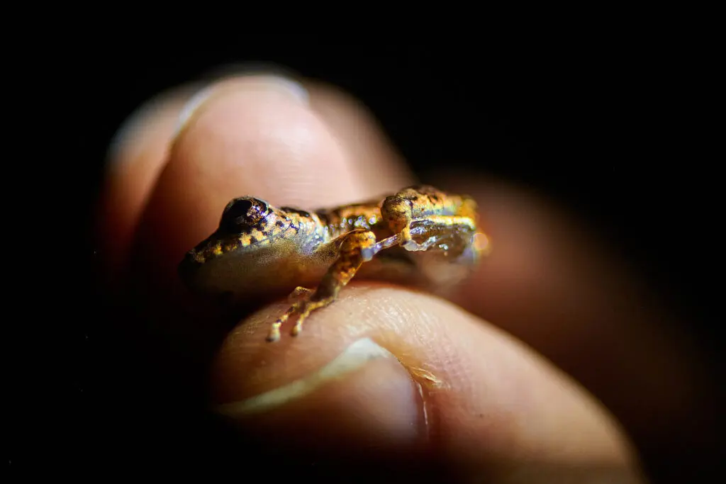 Close-up photo of a tiny frog held gently between two fingers in Cabildo Pada Kera, Colombia.