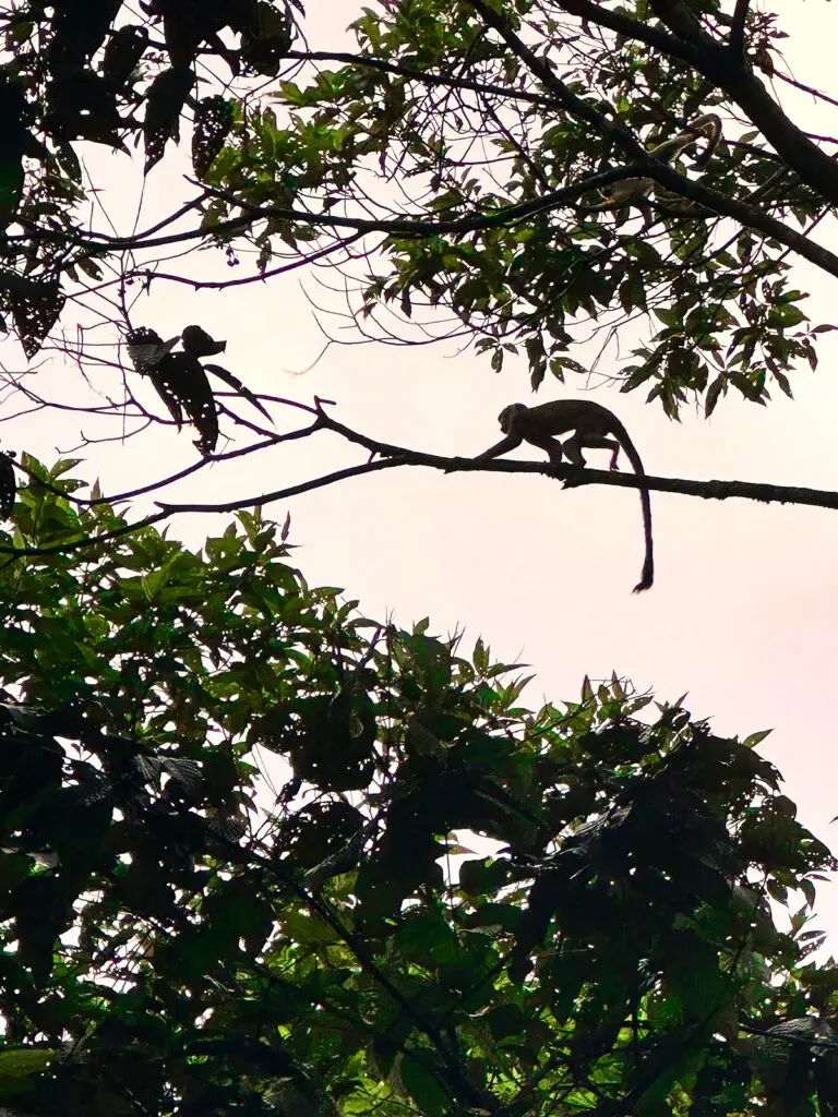 Photo of a monkey on a thin branch high in a tree in Cabildo Pada Kera, Colombia.