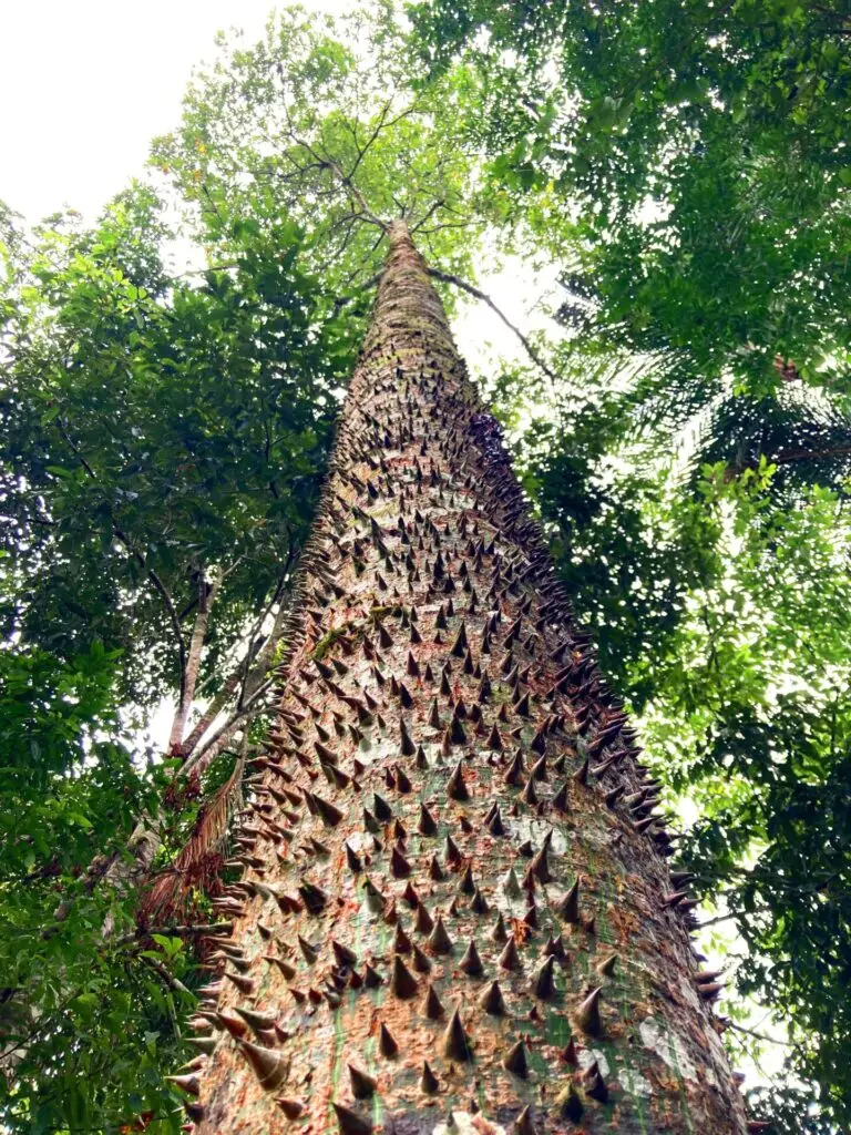 Photo from the base of a tall tree looking up at its spiky bark and green leaves high up in the canopy.