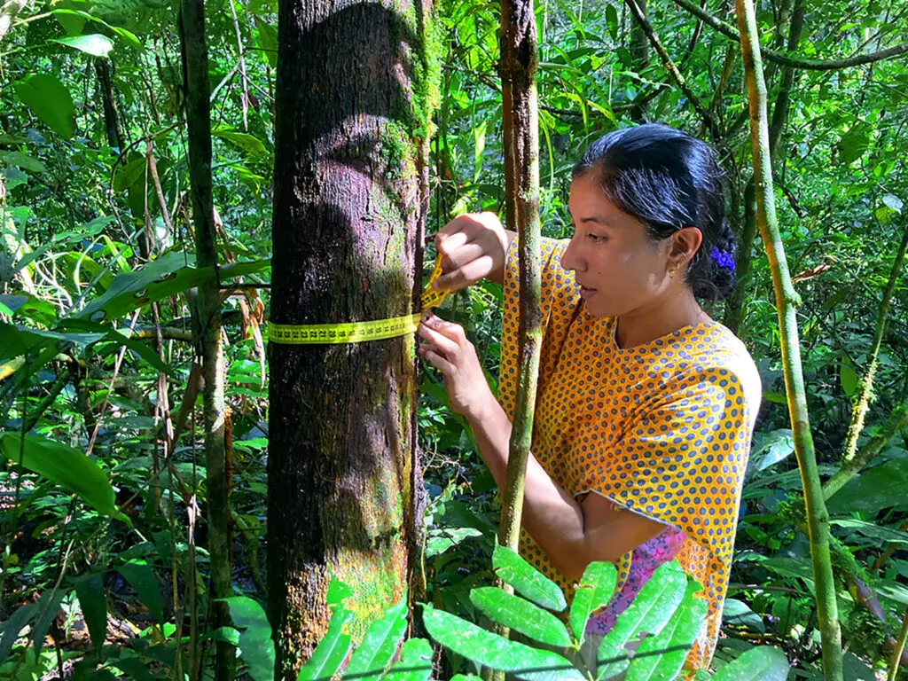 Photo of a women measuring the diameter of a tree in the forest of Cabildo Pada Kera, Colombia.