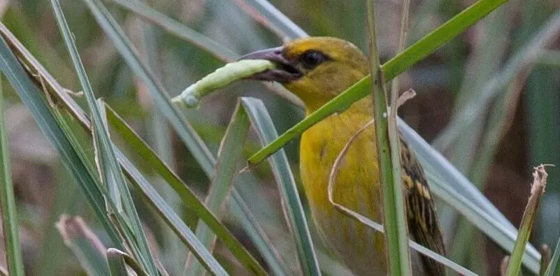 Photo of yellow female Clarke's Weaver bird, carrying a caterpillar in its beak, in the grasses of Dakatcha Woodland in Kenya.