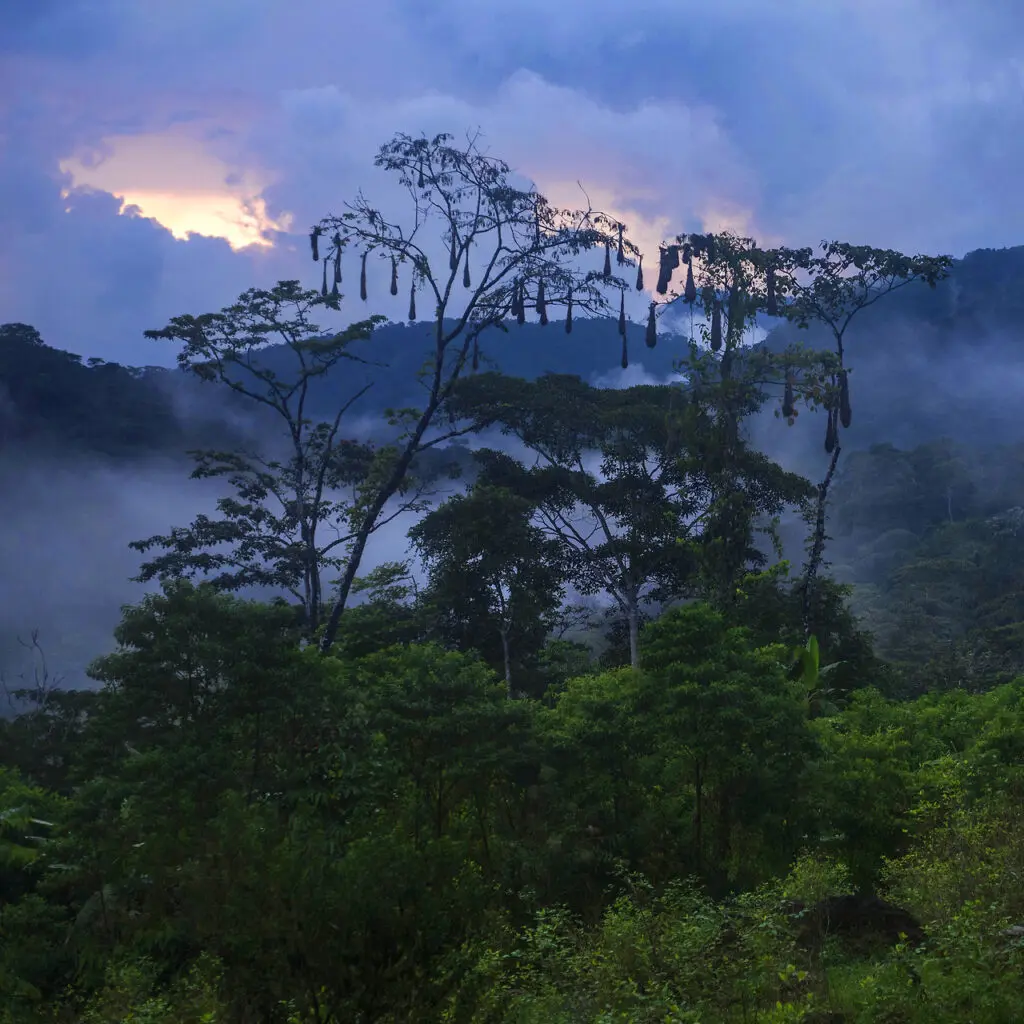 Photo of a tall tree growing above the tree canopy, against the dark outline of a mountain, shrouded in clouds, with two patches of sunlight emerging just above the mountain in the distance, in Cabildo Pada Kera, Colombia.