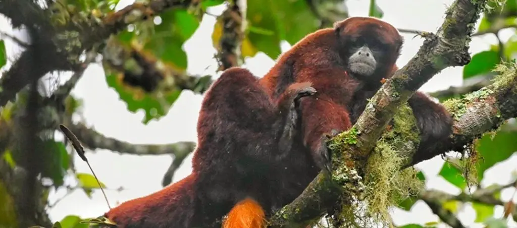 Photo of a Yellow-tailed Woolly Monkey sitting on a tree branch in Peroles, Peru