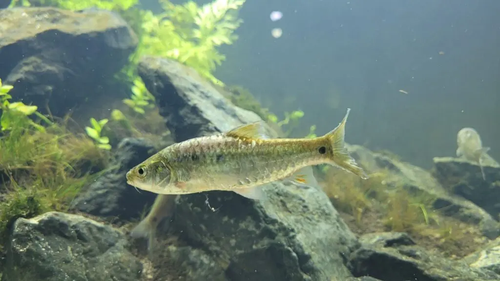 Photo of a Pait fish (Barbodes Montaoi) swimming in a river in the Philippines.