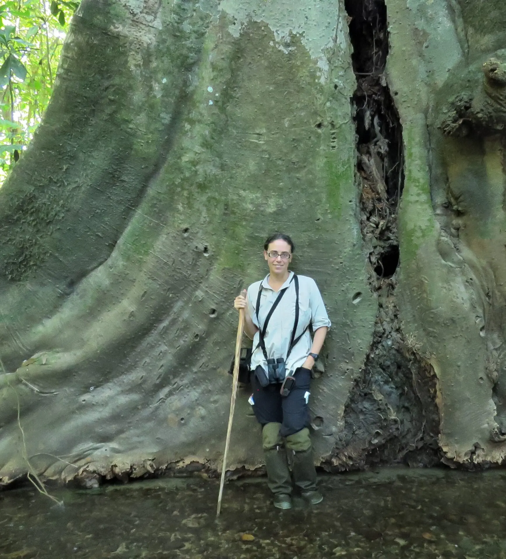 Woman with a long hiking stick at the base of a very wide tree
