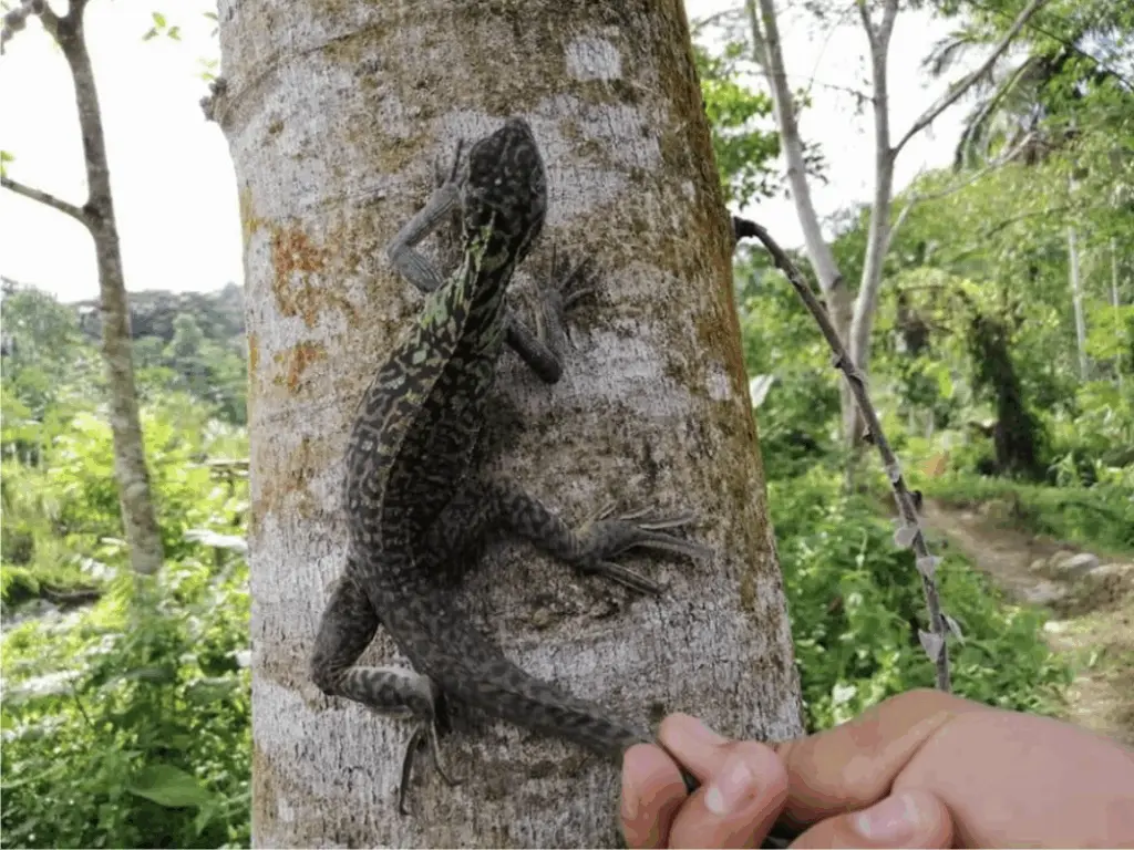 Photo of a large lizard climbing up a tree with a person's hand gently holding its tail in Mount Sagyaan, Philippines.