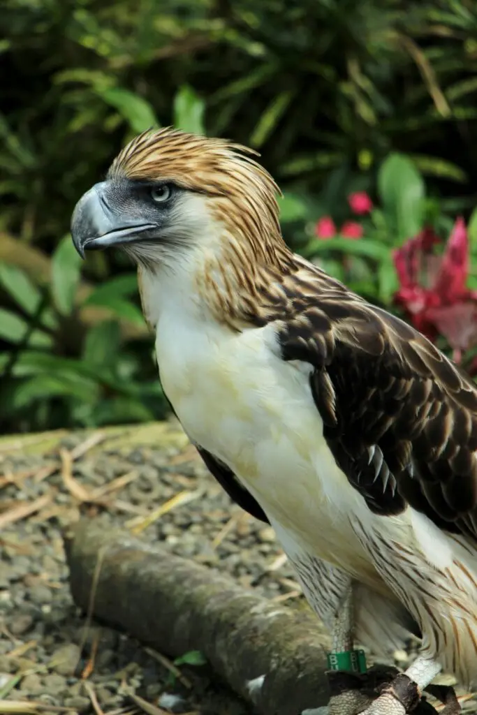 Close up photo of Philippine eagle
