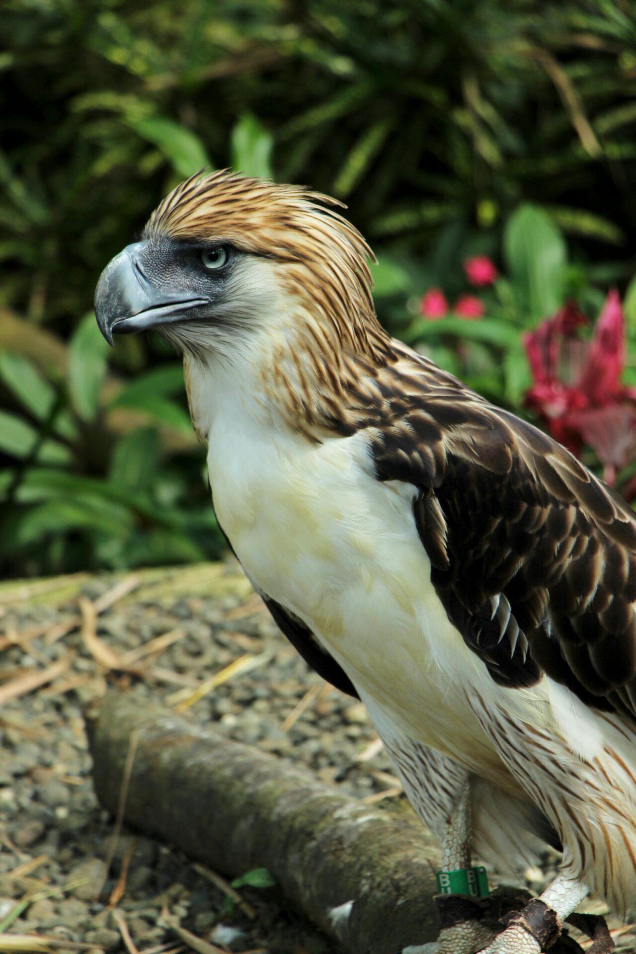 Close up photo of Philippine eagle