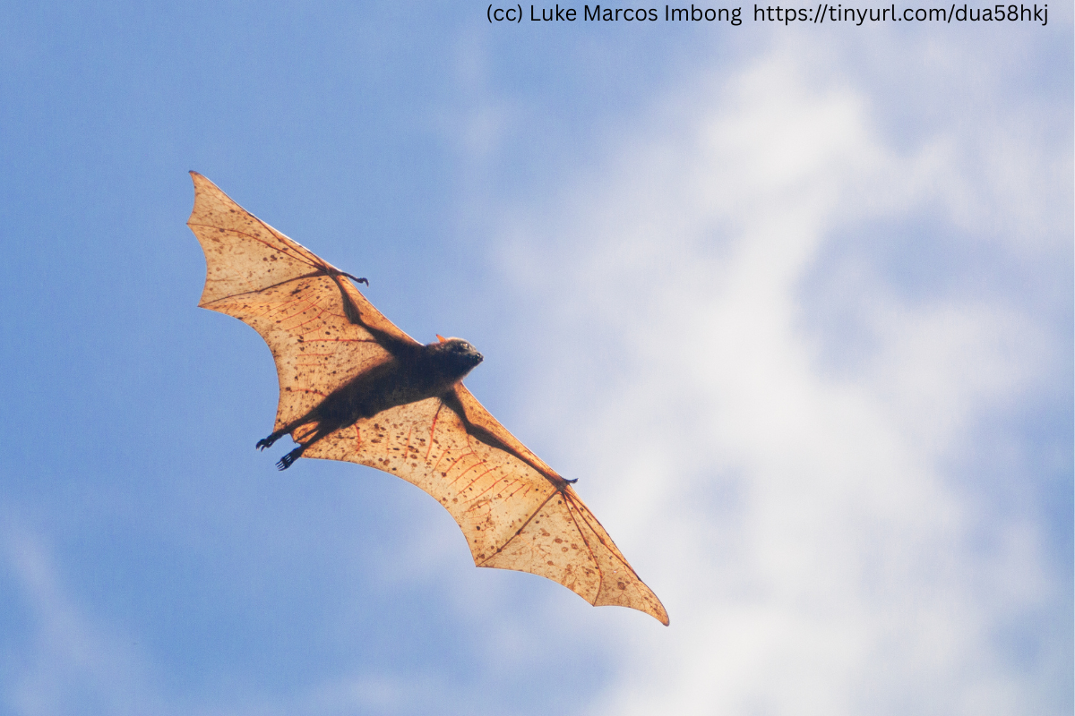Giant Golden-Crowned Flying Fox (Acerodon jubatus)