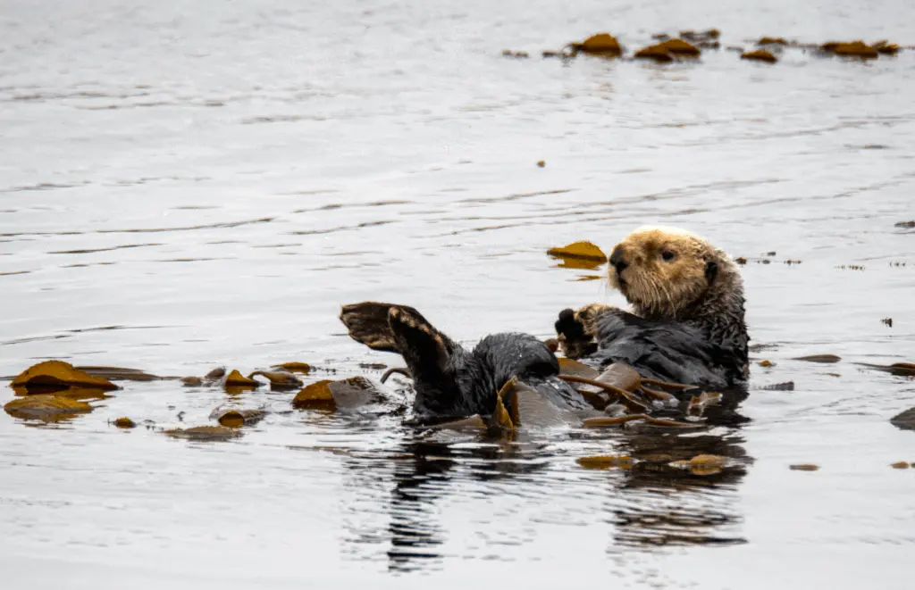 Sea otter at a kelp forest