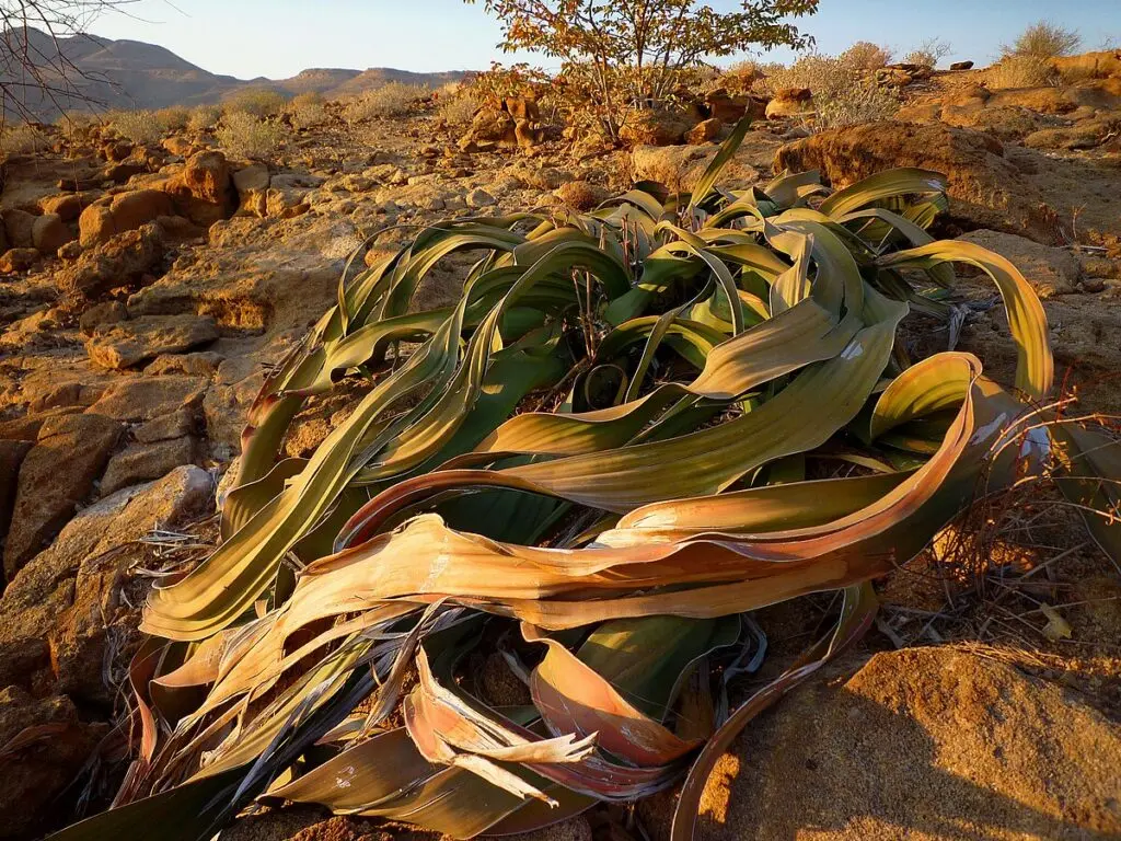 Welwitschia mirabilis. (cc) Nanosanchez