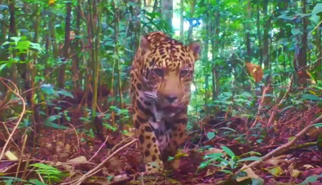 Camera-trap photo of a jaguar walking towards it in the forest near Cabildo Pada Kera, Colombia.