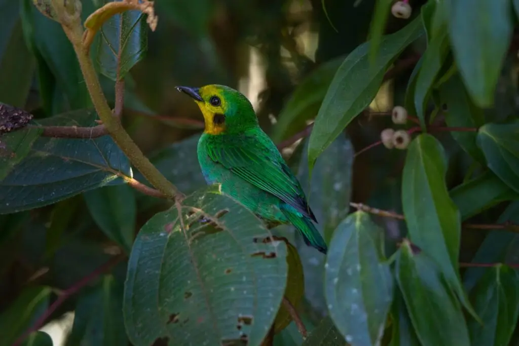 Photo of a green bird with a yellow throat facing away from the camera sits on dark green leaves