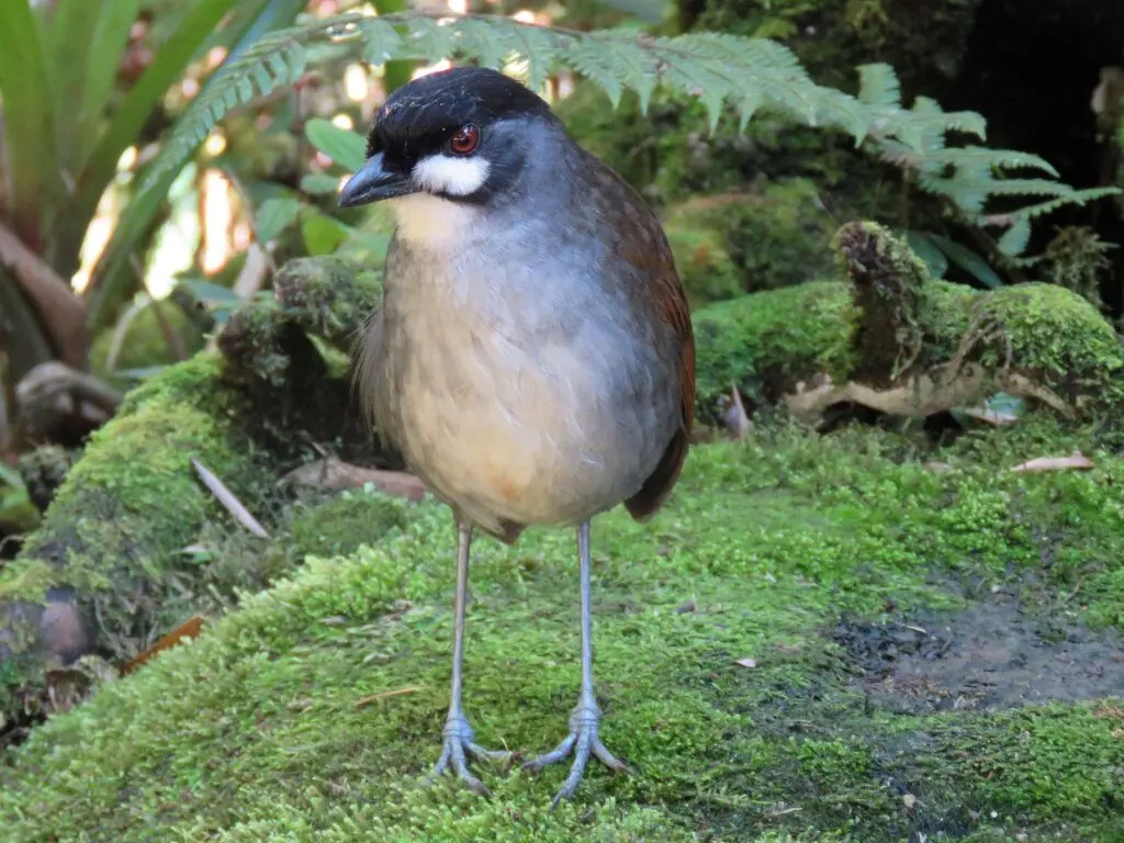 Photo of Jocotoco bird standing on on moss in Tapichalaca Reserve, Ecuador