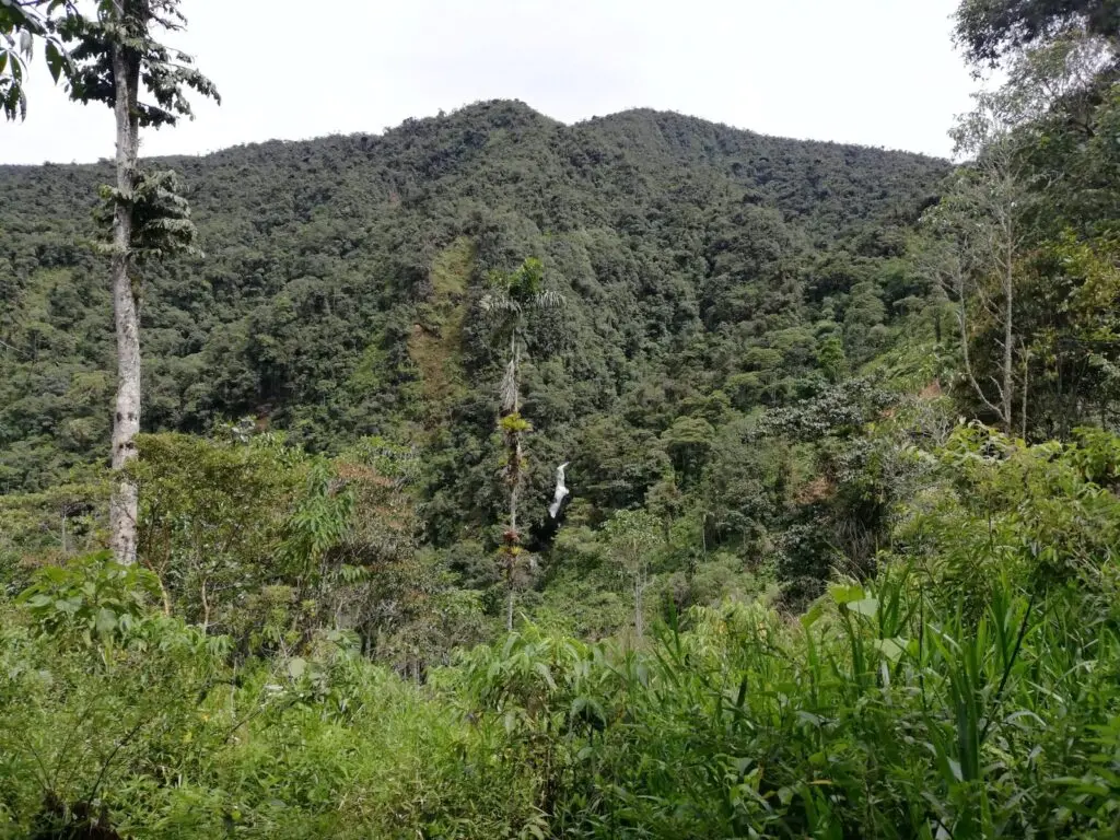 Photo of a forested mountain in El Castillo, Colombia