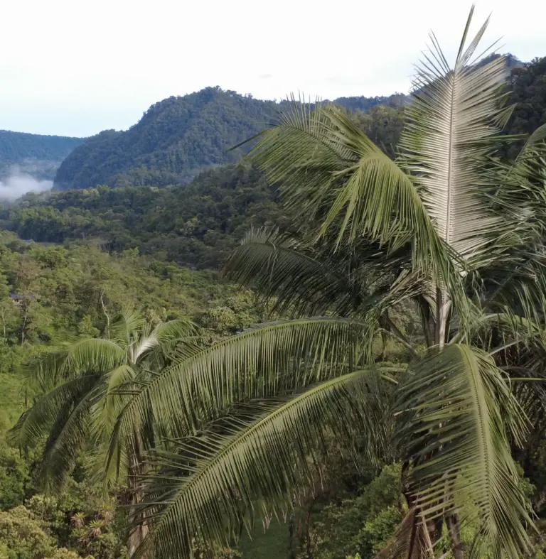Photo of large leaves of the Vulnerable Andean Wax Palm in the foreground with cloudforest and mountains of Rio Roberto, Ecuador, in the background.