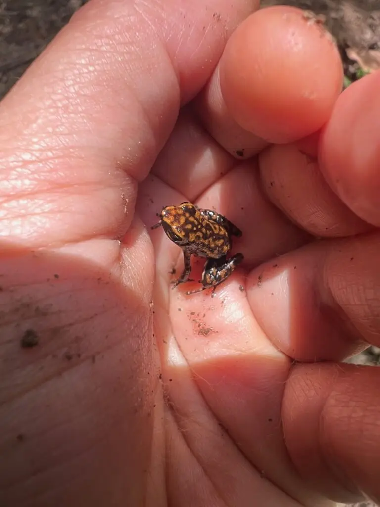 Photo of an Endangered Darwin Wallace Poison Frog sitting in the palm of a hand.