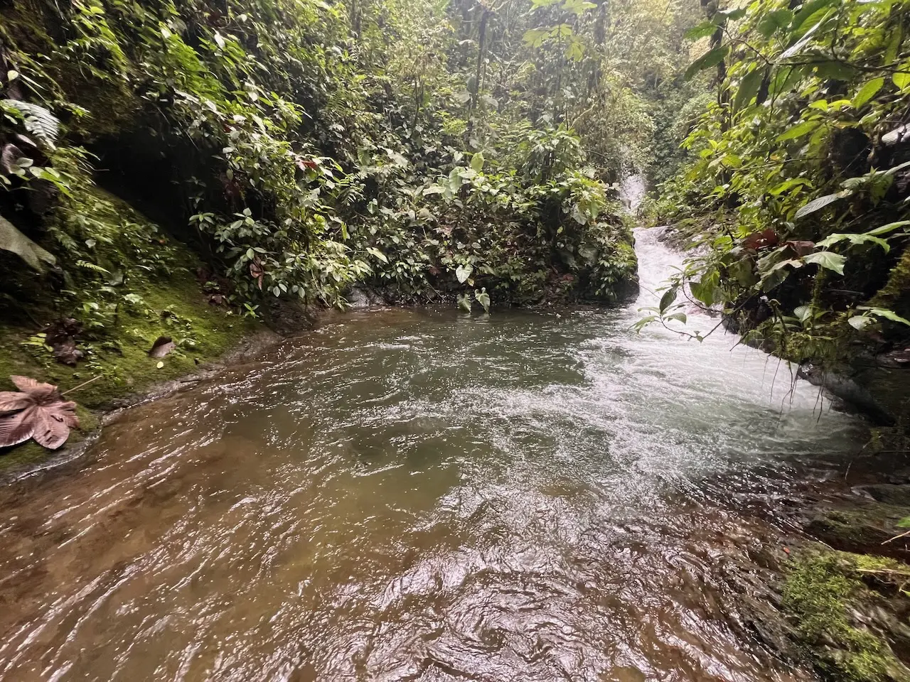 Photo of a clear river running through a cloudforest in Ecuador
