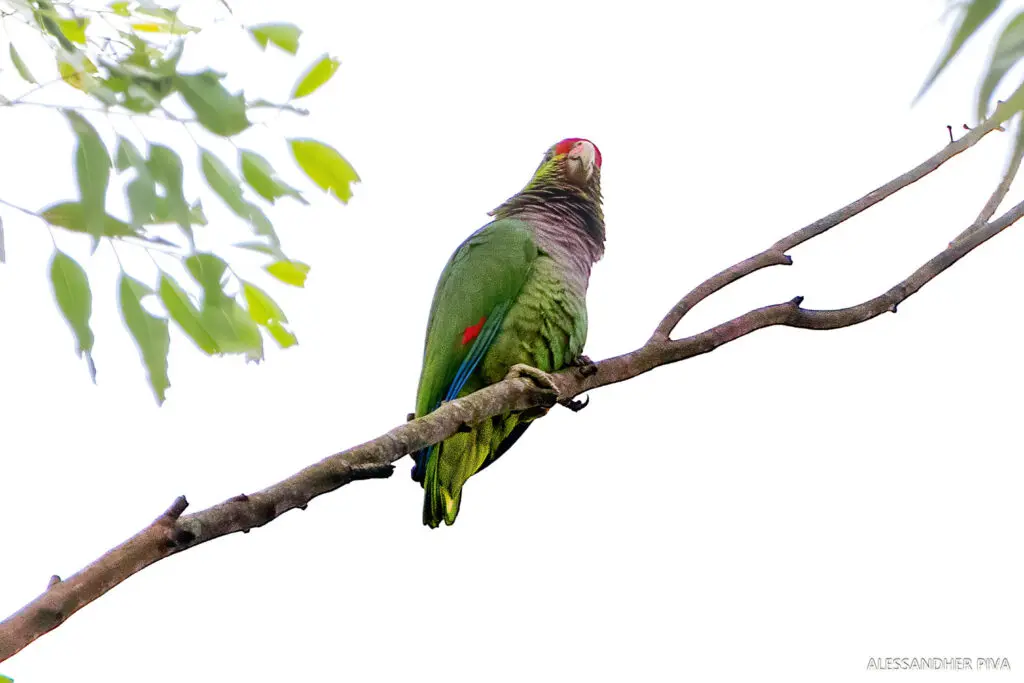 Photo of an Endangered Vinaceous-breasted Amazon sitting on a thin tree branch against a white sky.