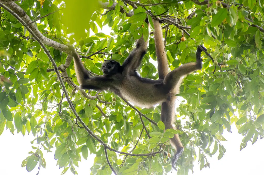 Photo of an Endangered White-bellied Spider Monkey climbing among thin branches of a tree with thick leaves and small orange berries.