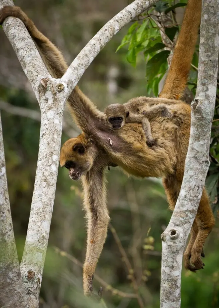 Photo of a Critically Endangered Northern Muriqui climbing through tree branches with a baby Northern Muriqui clinging to its back.